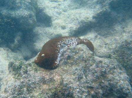 Image of Surf Redfish