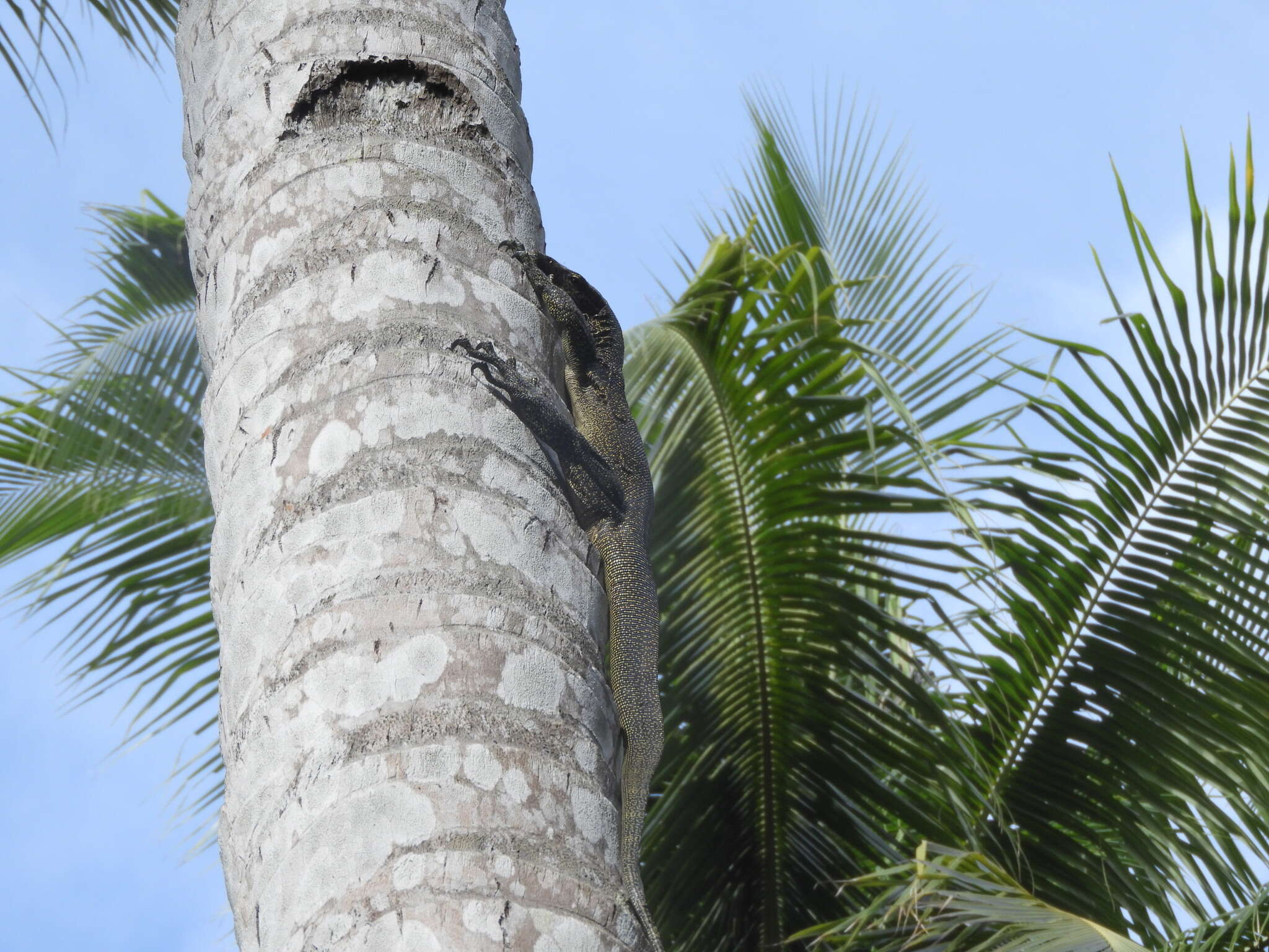 Image of Varanus rainerguentheri Ziegler, Böhme & Schmitz 2007