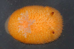 Image of Orange-peel doris