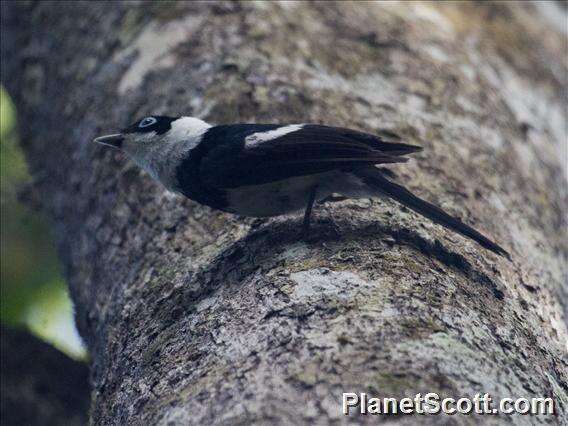 Image of Pied Monarch