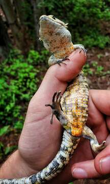 Image of Red-lipped Arboreal Alligator Lizard