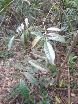 Image of Sorocea bonplandii (Baill.) Burger, Lanj. & Boer