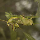 Image of Brasilacris gigas Rehn & J. A. G. 1940