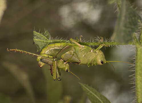 Image of Brasilacris
