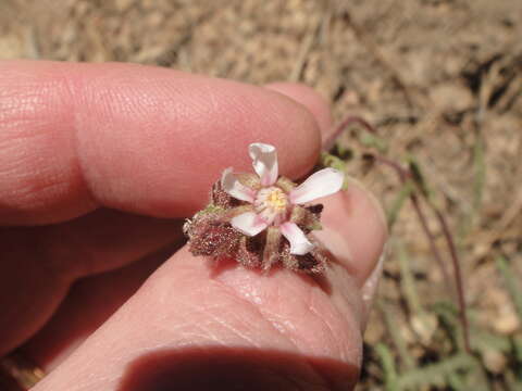 Слика од Horkeliella purpurascens (S. Wats.) Rydb.