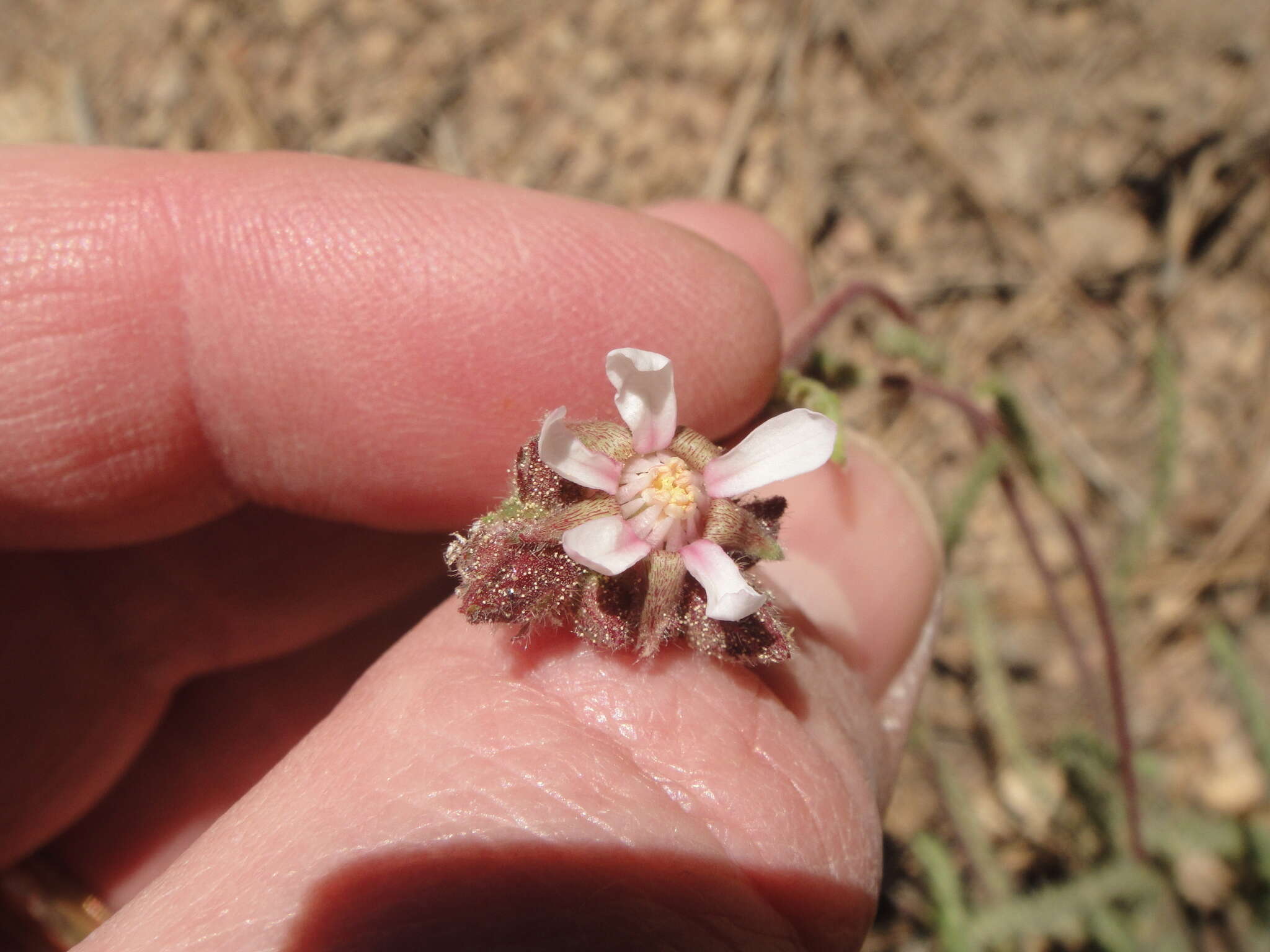 Image of purple false horkelia