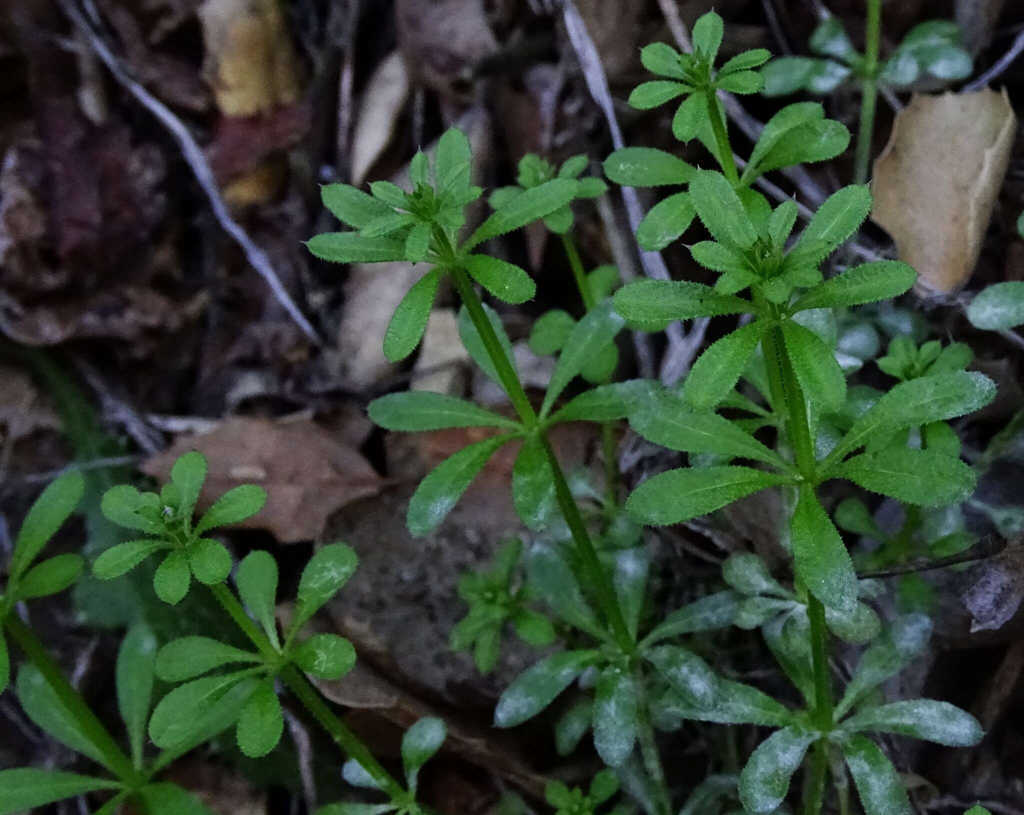 Image of Goosegrass