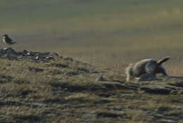 Image of Mongolian Marmot