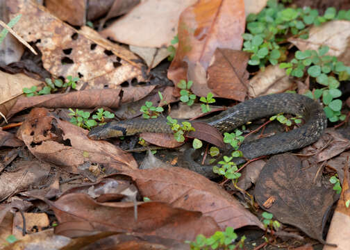 Image of Assam Mountain Snake