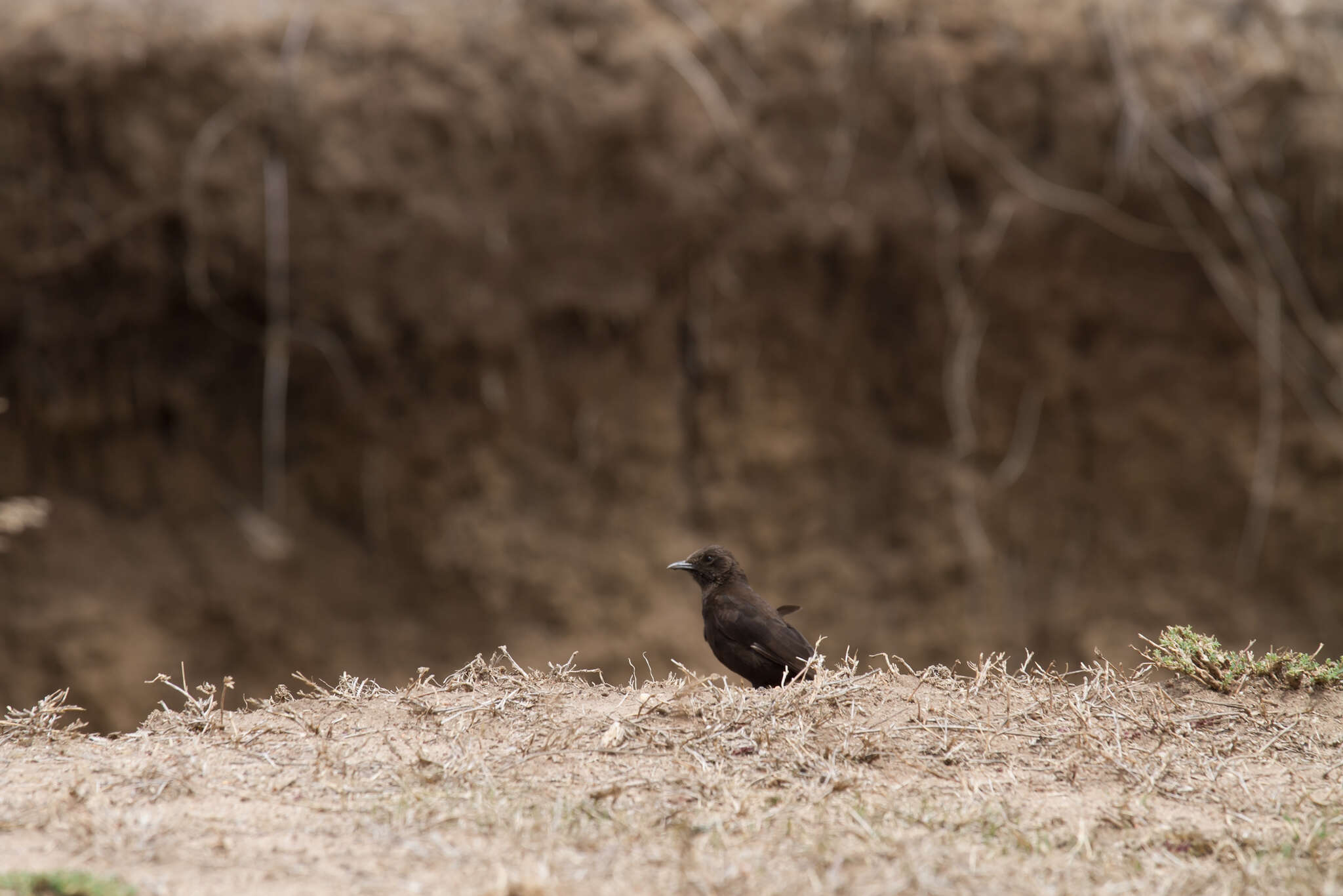 Image of Ant Chat