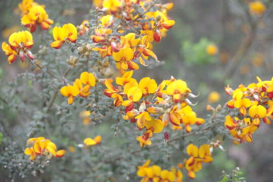 Plancia ëd Mirbelia oxylobioides F. Muell.