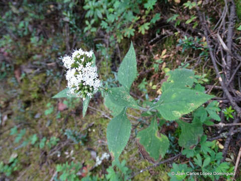 Image of Stevia monardifolia Kunth