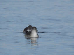 Image of Balearic Shearwater