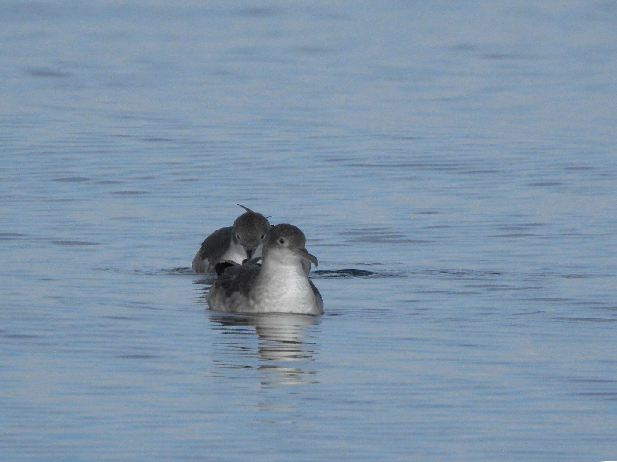 Image of Balearic Shearwater