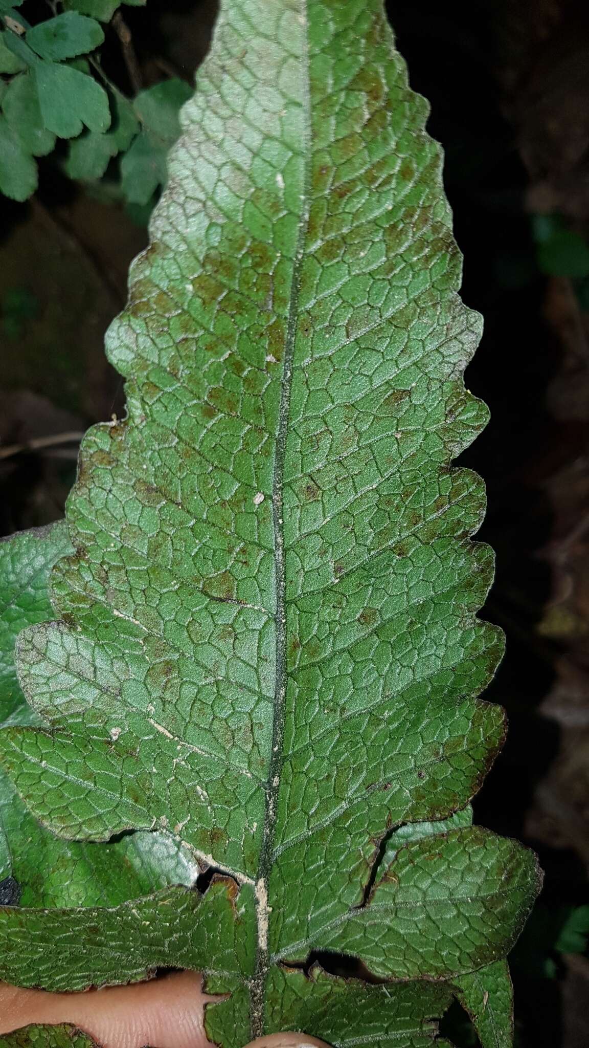 Image of Stegnogramma wilfordii (Hook.) Seriz.