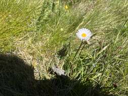 Image of Brachyscome decipiens Hook. fil.