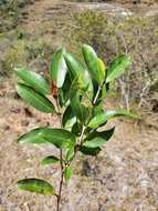 Image of Polysphaeria lepidocarpa Verdc.