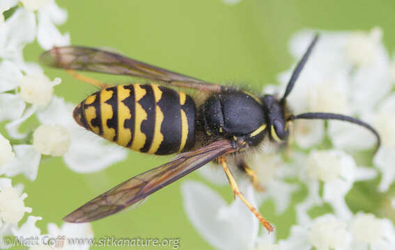 Image of Aerial yellowjacket