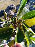 Image of Melicope madagascariensis (Baker) T. G. Hartley