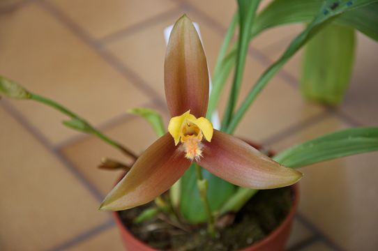 Image of <i>Lycaste lasioglossa</i> Rchb. fil.
