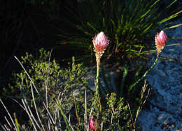 Image of Edmondia sesamoides (L.) O. M. Hilliard