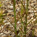 Image de Wahlenbergia violacea J. A. Petterson