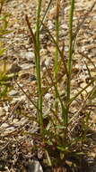 صورة Wahlenbergia violacea J. A. Petterson