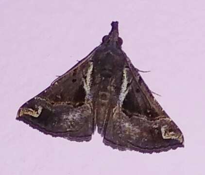 Image of Moth