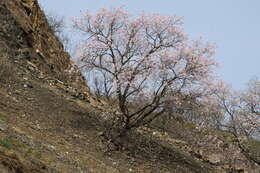 Слика од Prunus mandshurica (Maxim.) Koehne