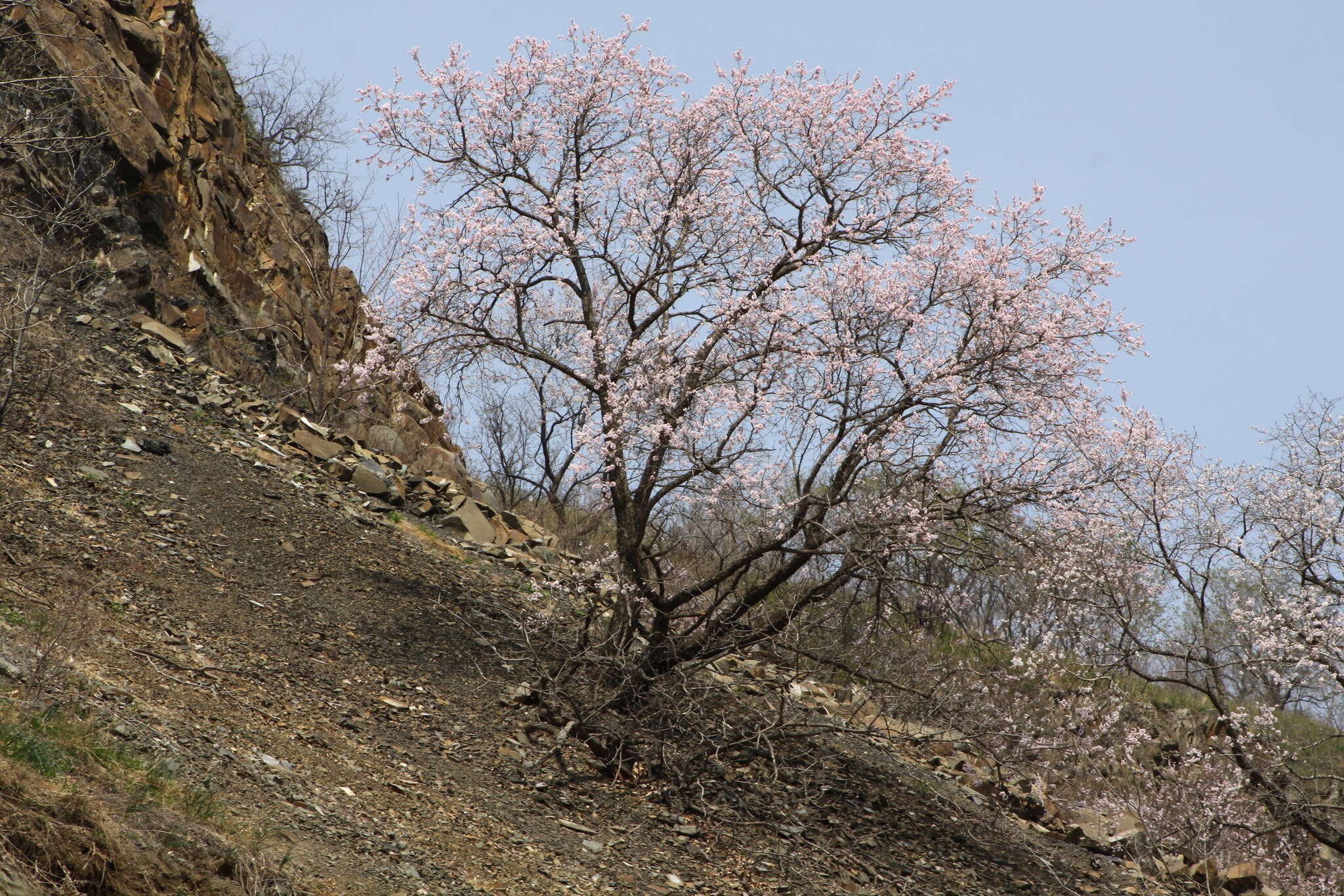 Слика од Prunus mandshurica (Maxim.) Koehne