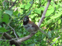 Image of Black-chested Sparrow