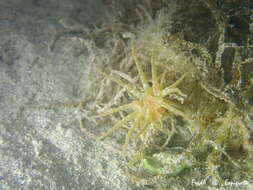 Image of grass crack anemone