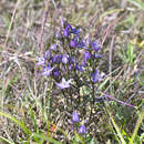 Image of Swertia pseudochinensis Hara