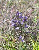 Image of Swertia pseudochinensis Hara