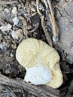 Image of Pholiota nubigena (Harkn.) Redhead 2014