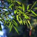 Image of willowleaf sandalwood