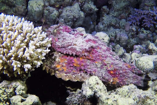 Image of Reef stonefish