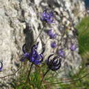 Image of Phyteuma hedraianthifolium Rich. Schulz