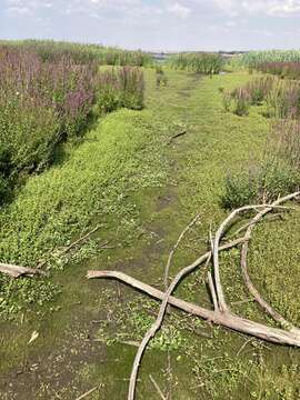 Image of disk waterhyssop