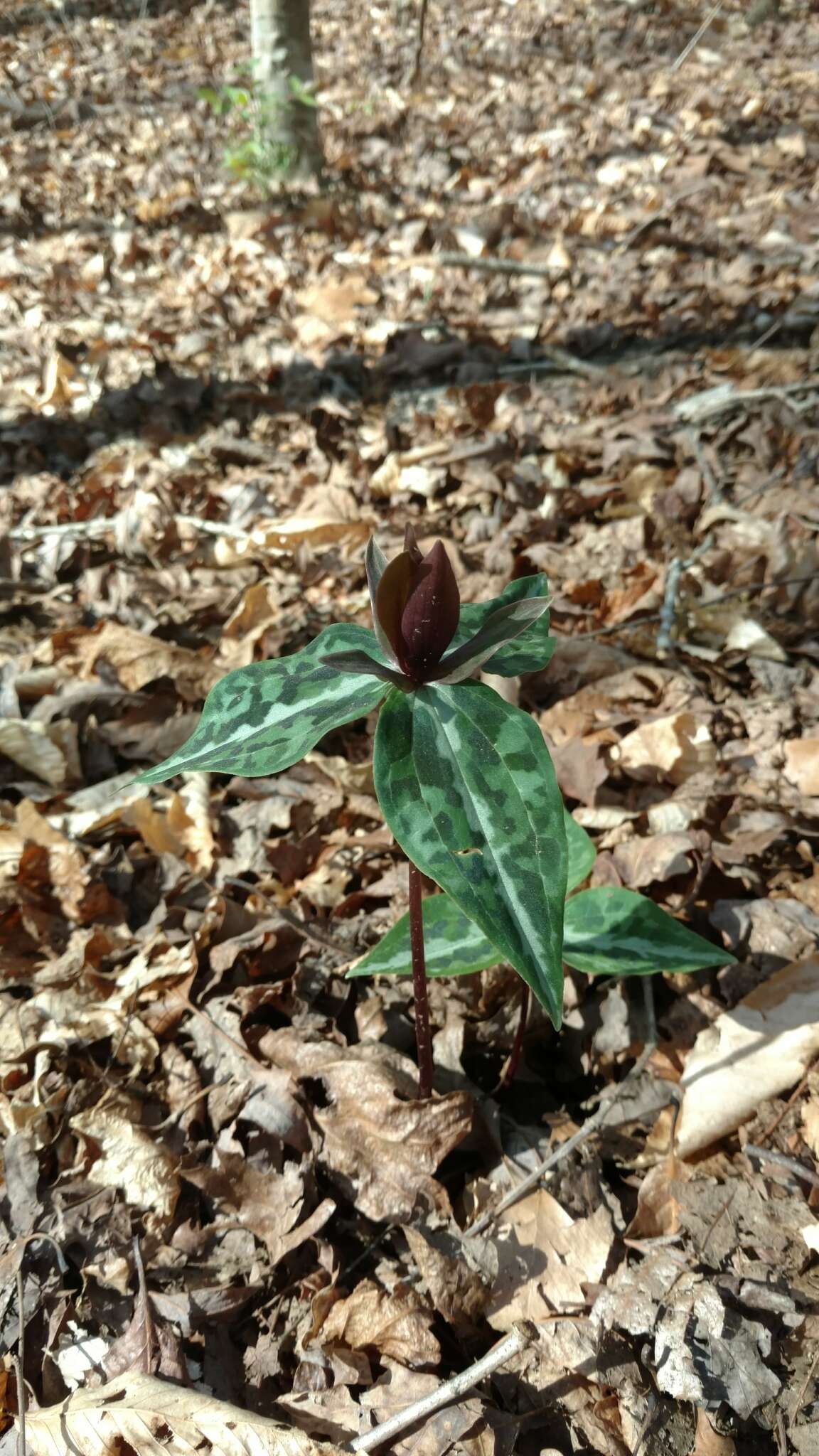 Image de Trillium decipiens J. D. Freeman