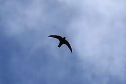 Image of American Black Swift