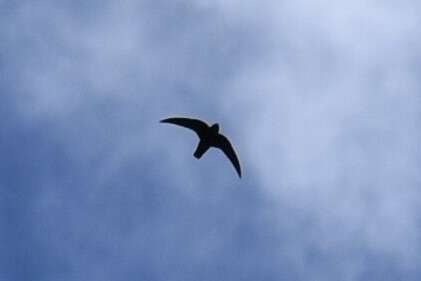 Image of American Black Swift