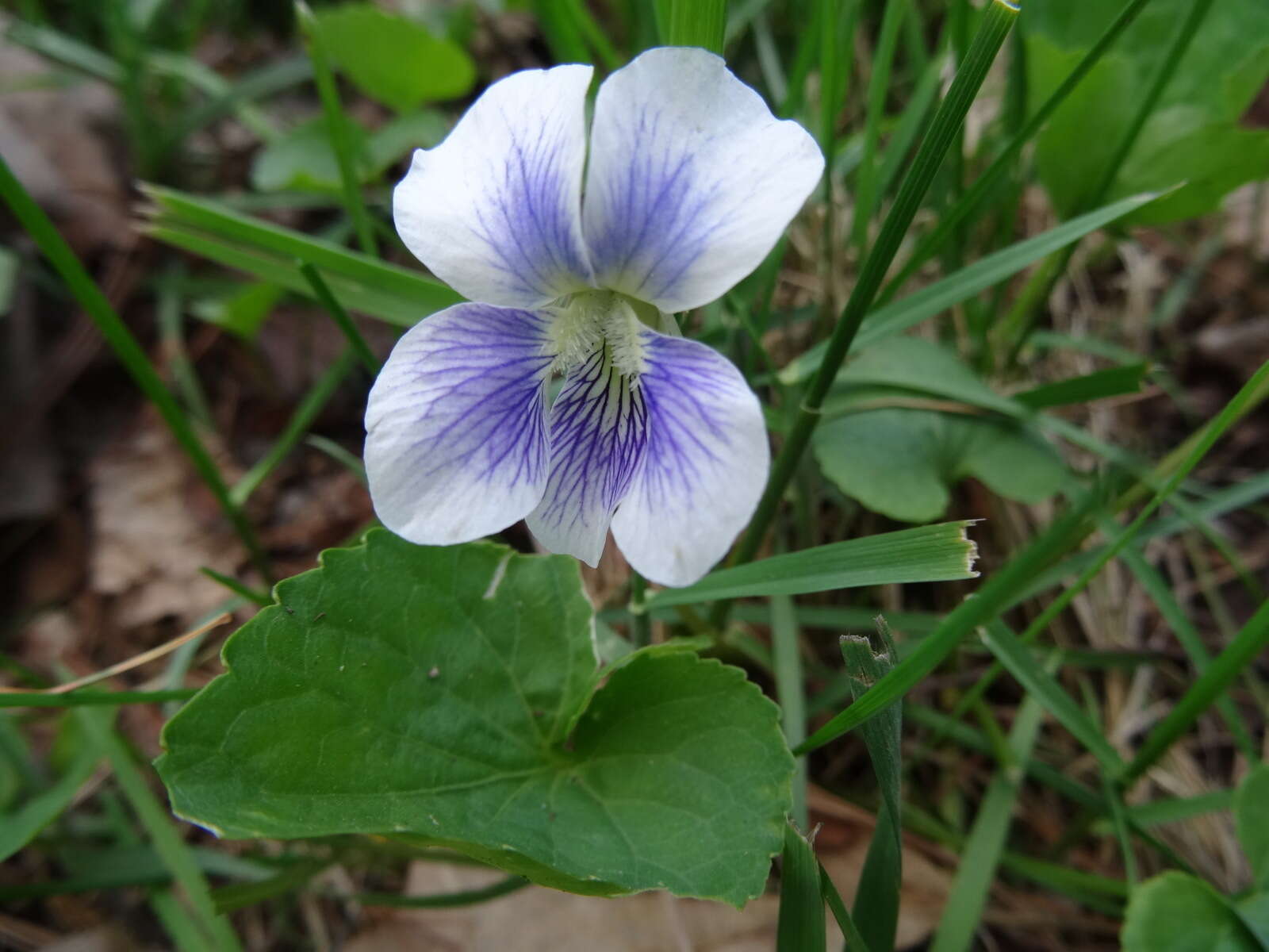 Image of Viola sororia f. priceana (Pollard) Cooperr.