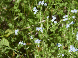 Image of true forget-me-not