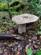 Image de Amanita merxmuelleri Bresinsky & Garrido 1985