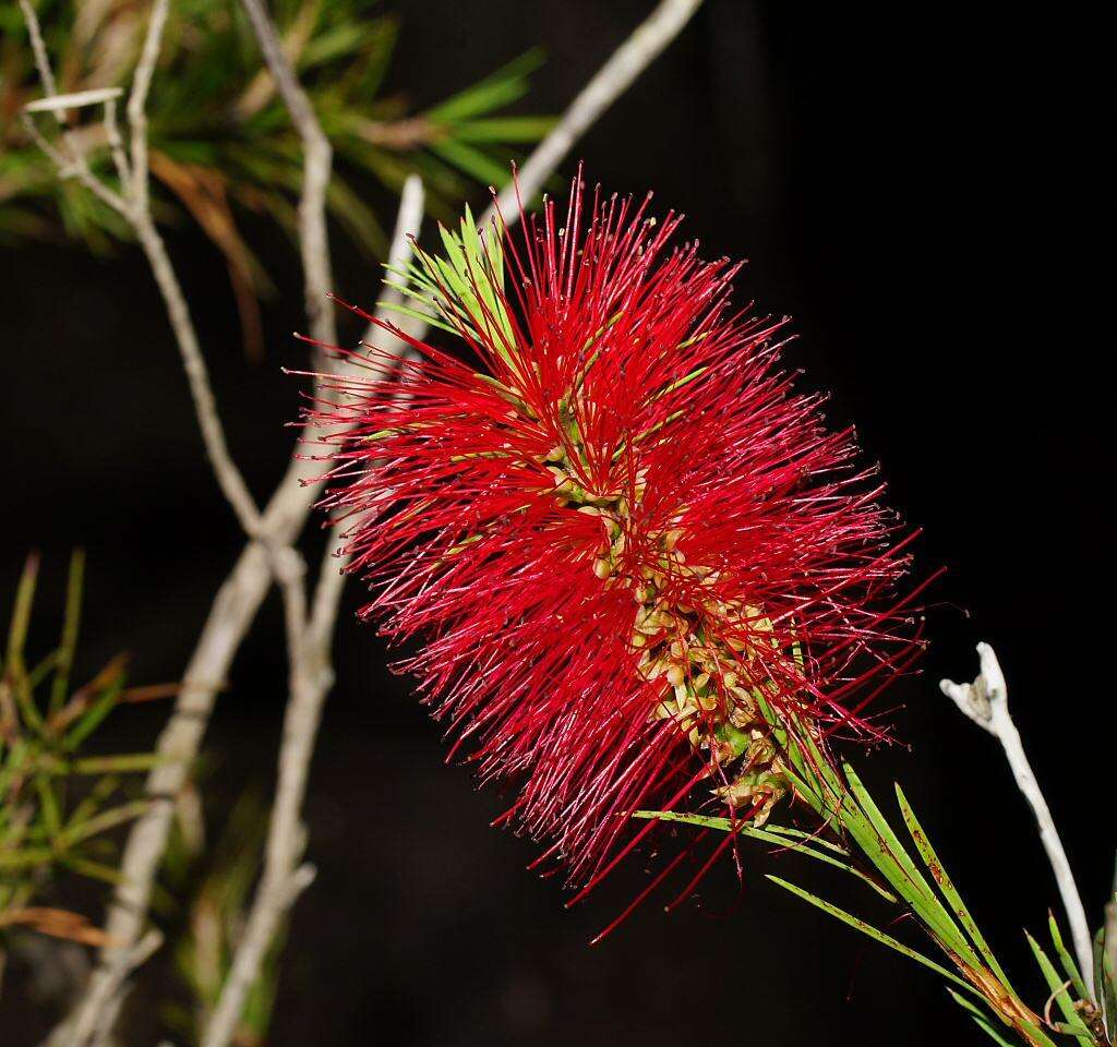 صورة Callistemon subulatus Cheel