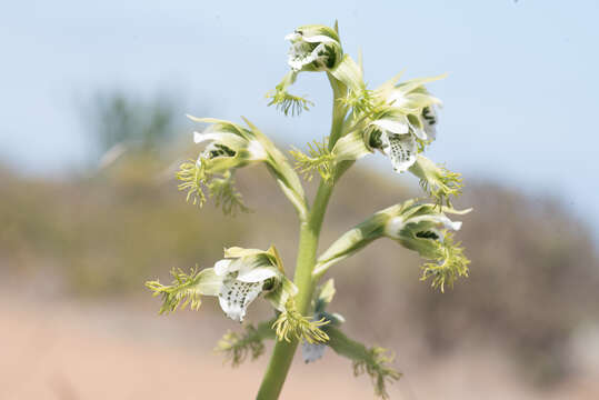 Bipinnula fimbriata (Poepp.) I. M. Johnst. resmi