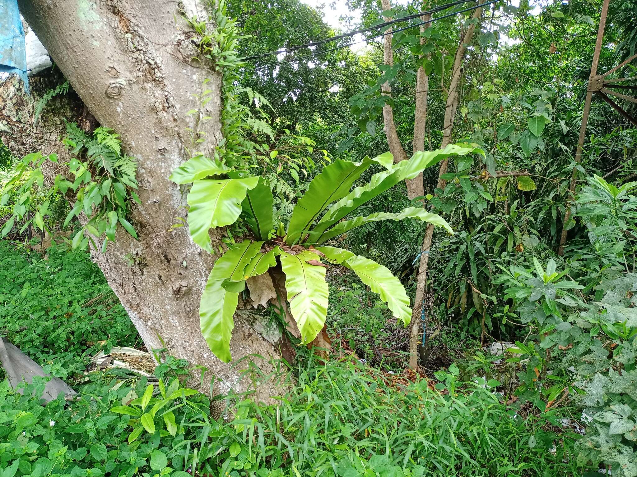 Image of Asplenium musifolium Mett.