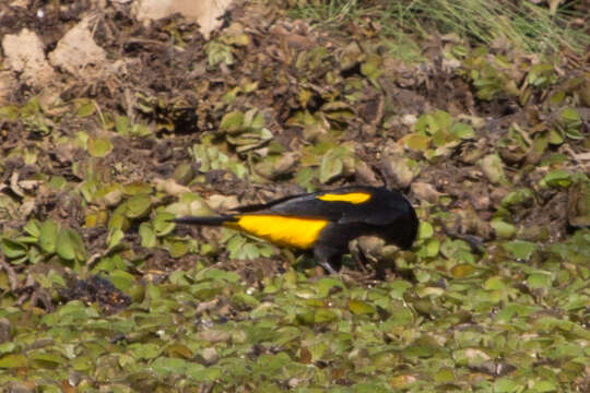 Image of Yellow-rumped Cacique