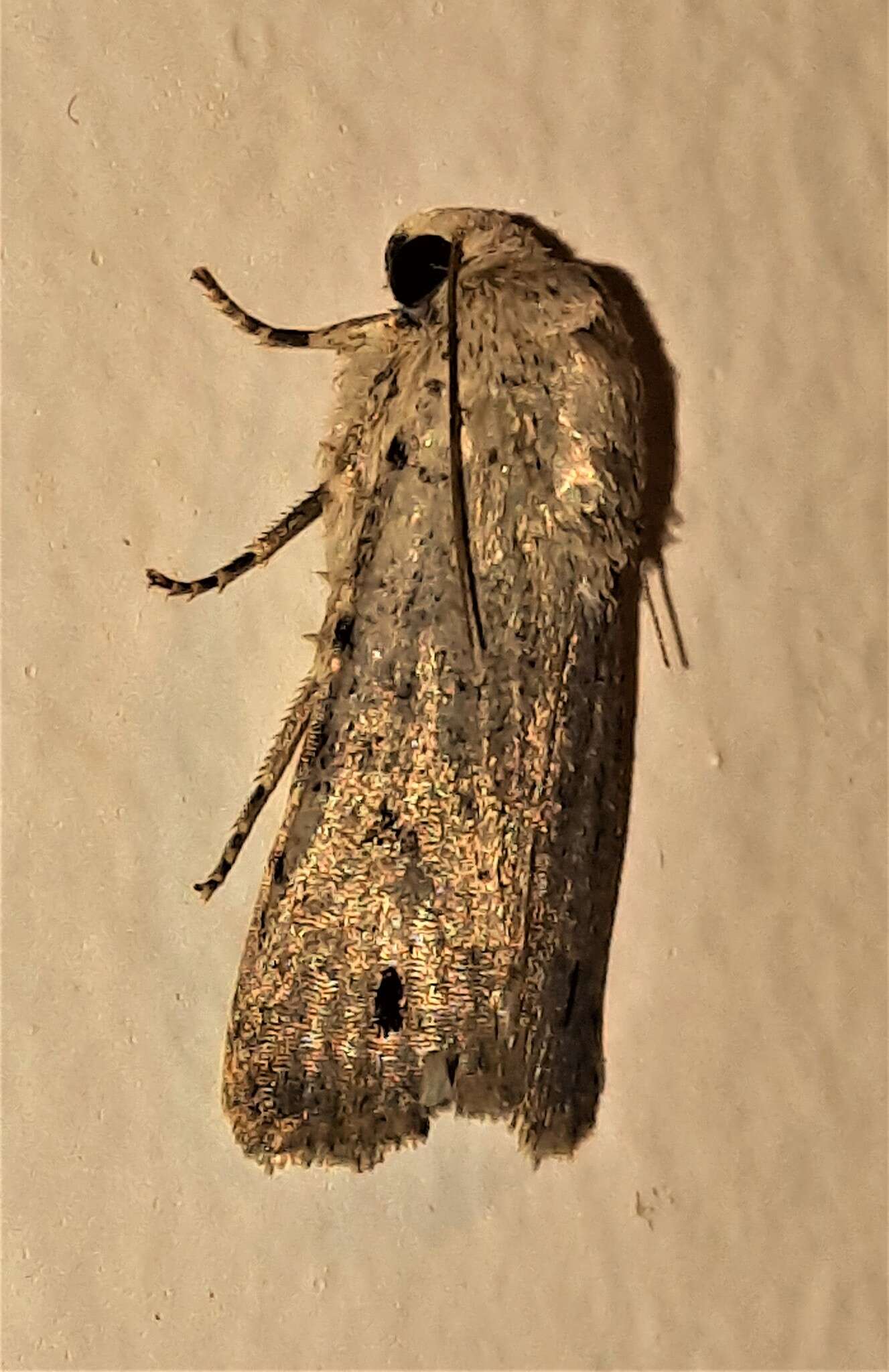 Image of Athetis maculatra Lower 1902